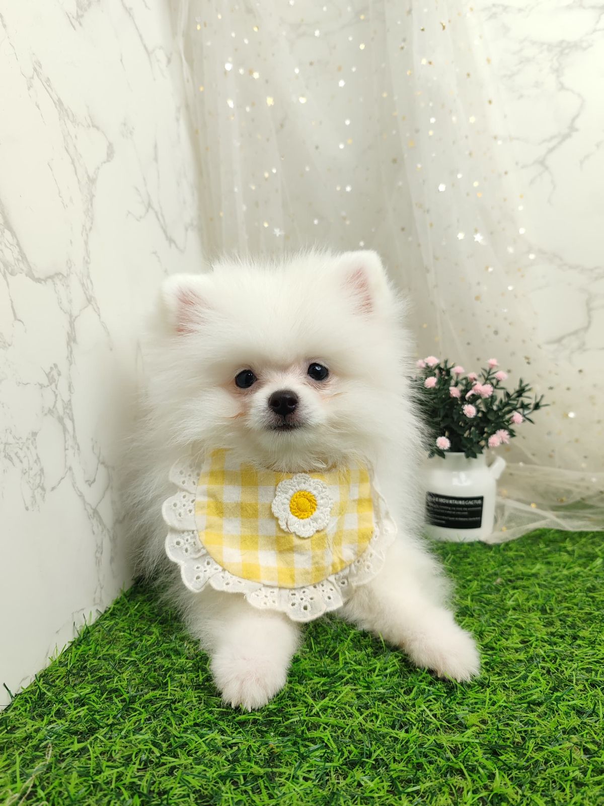 Pomeranian 博美