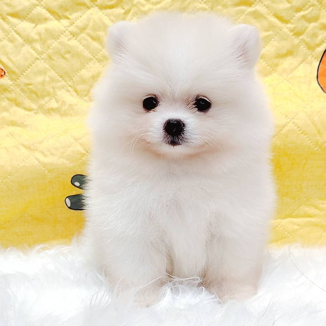 Pomeranian 博美