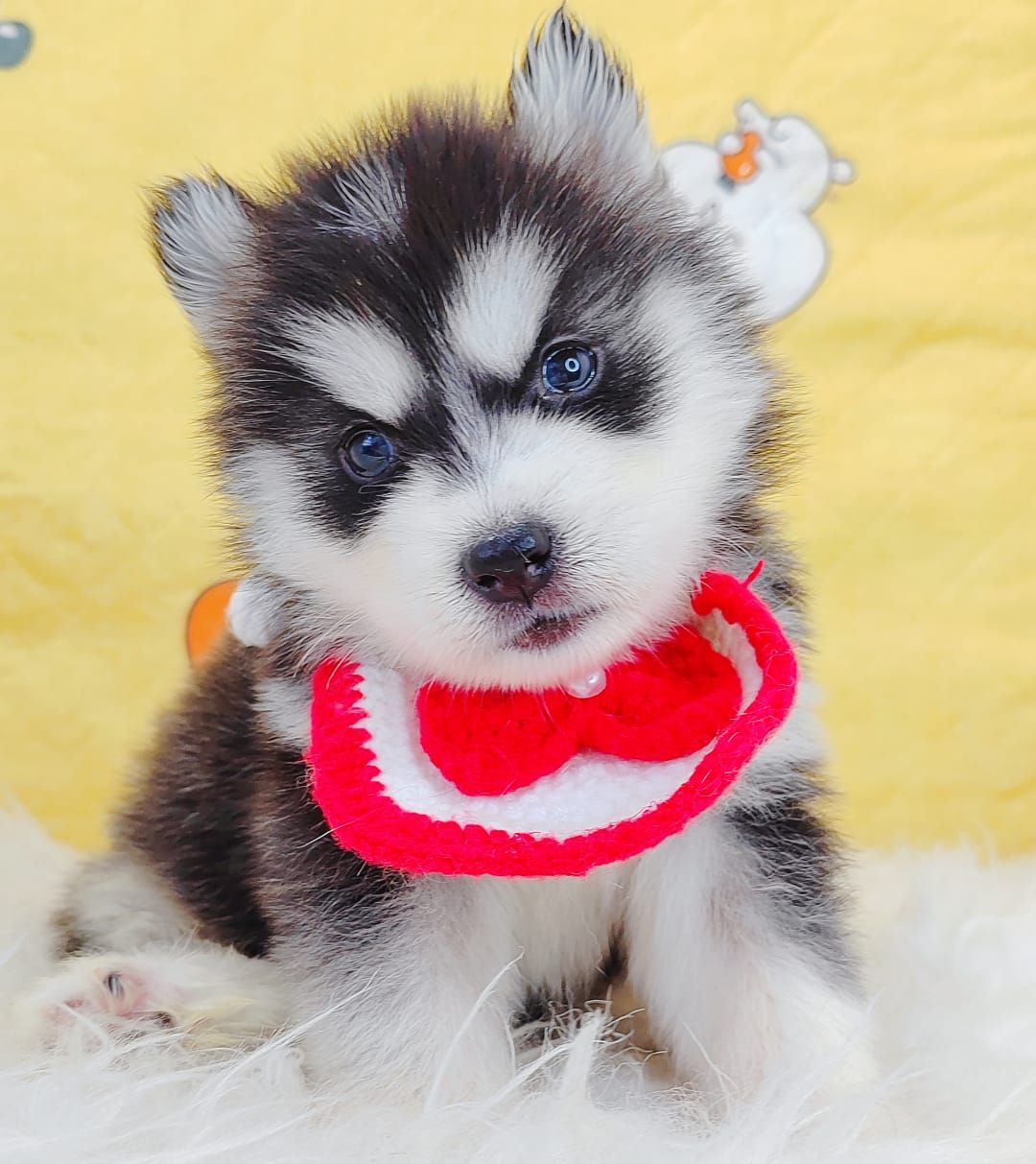 Pomsky 博士奇