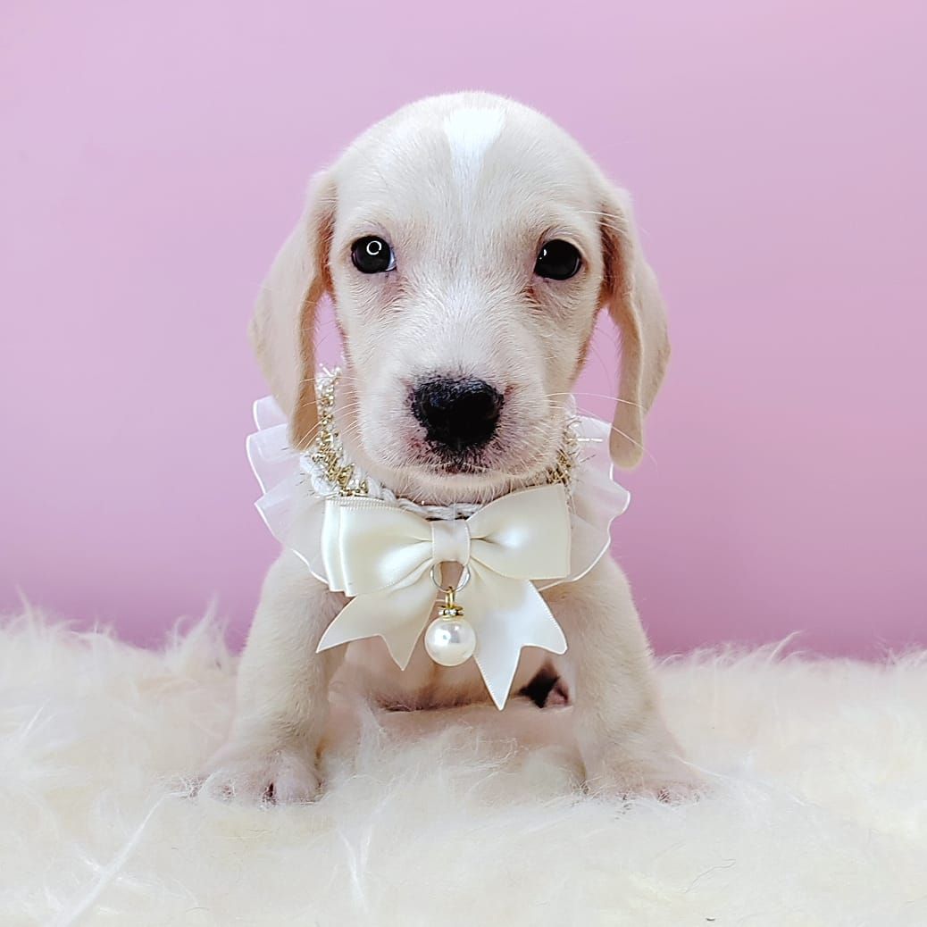 Minature Dachshund 腊肠狗