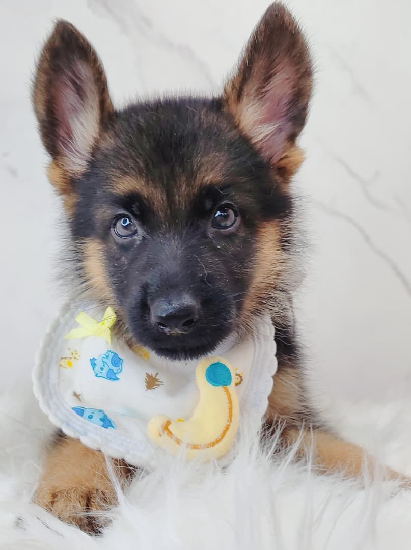 German Shepherd 德国牧羊犬