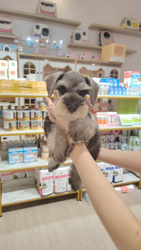 Schnauzer 雪纳瑞