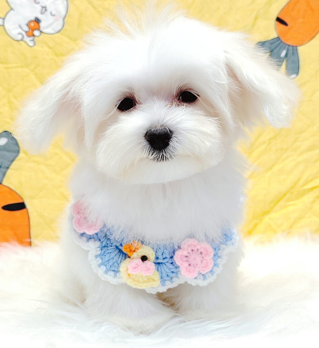 Maltese 马尔济斯
