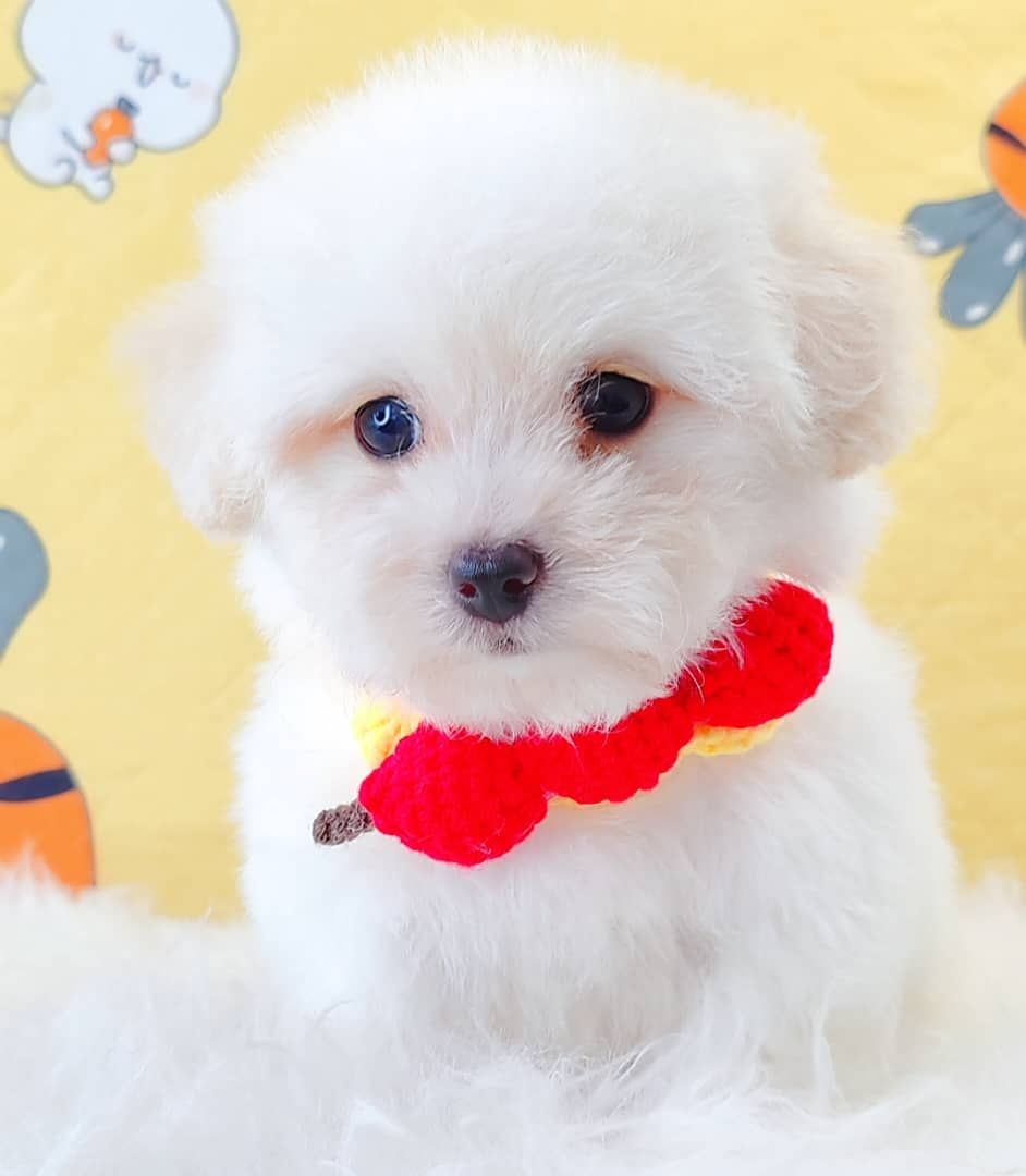 Poodle 娉拌开璐靛