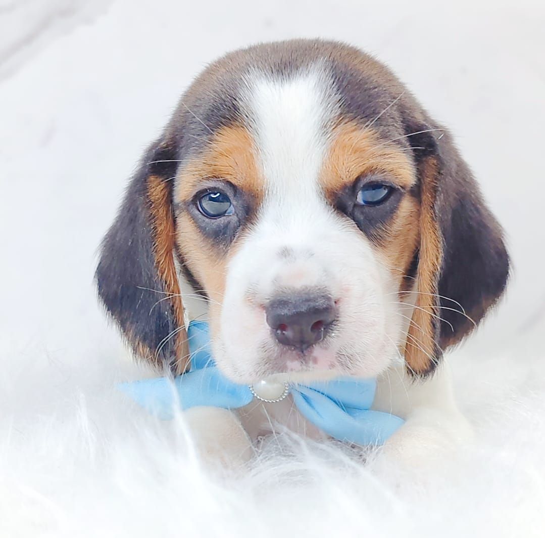 Beagle 米格鲁