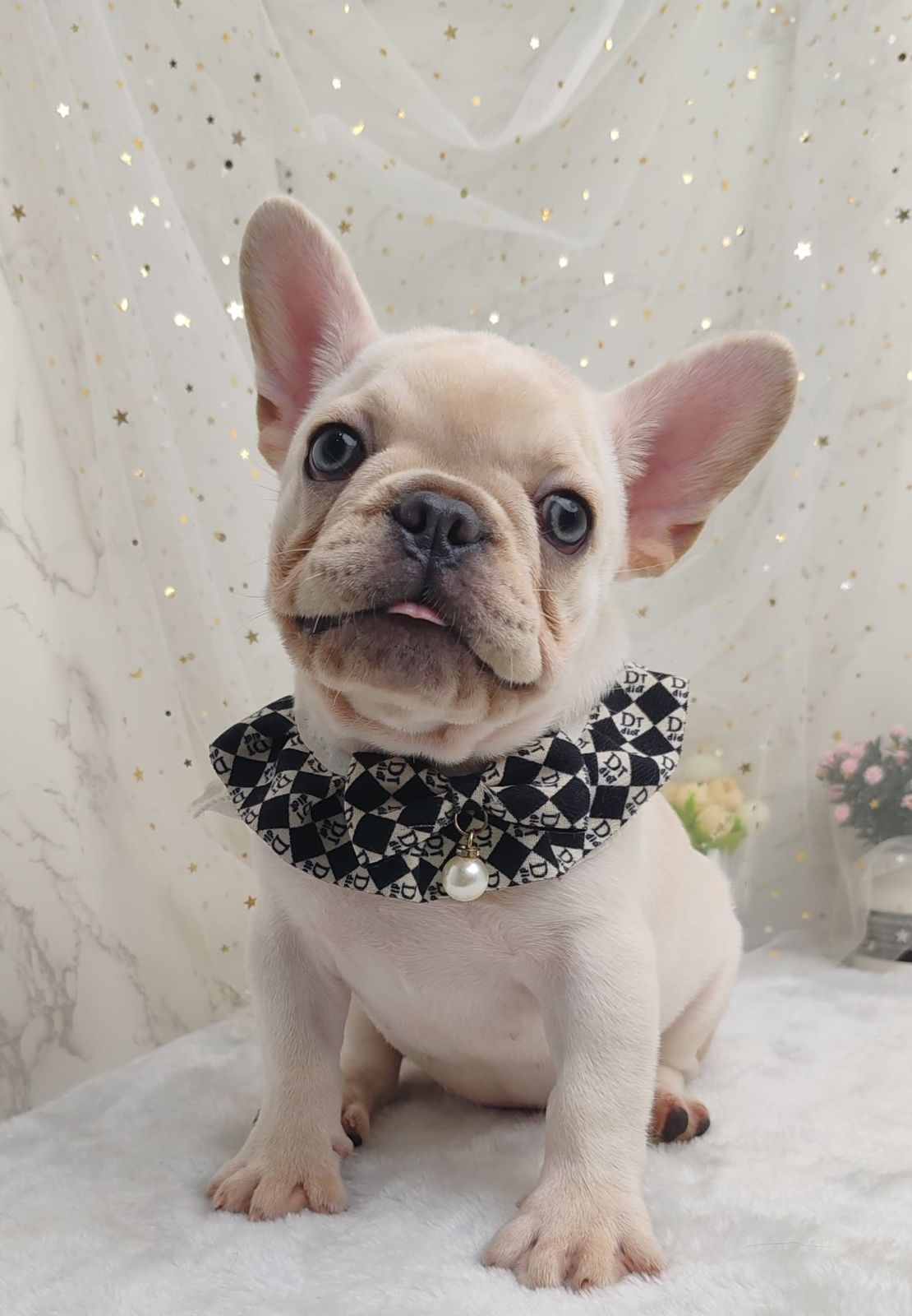 French Bulldog 法斗