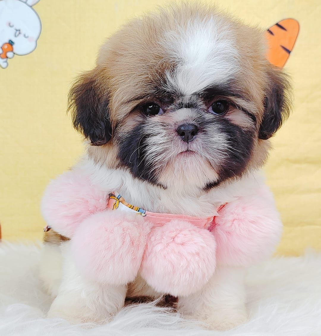 Shih Tzu 西斯