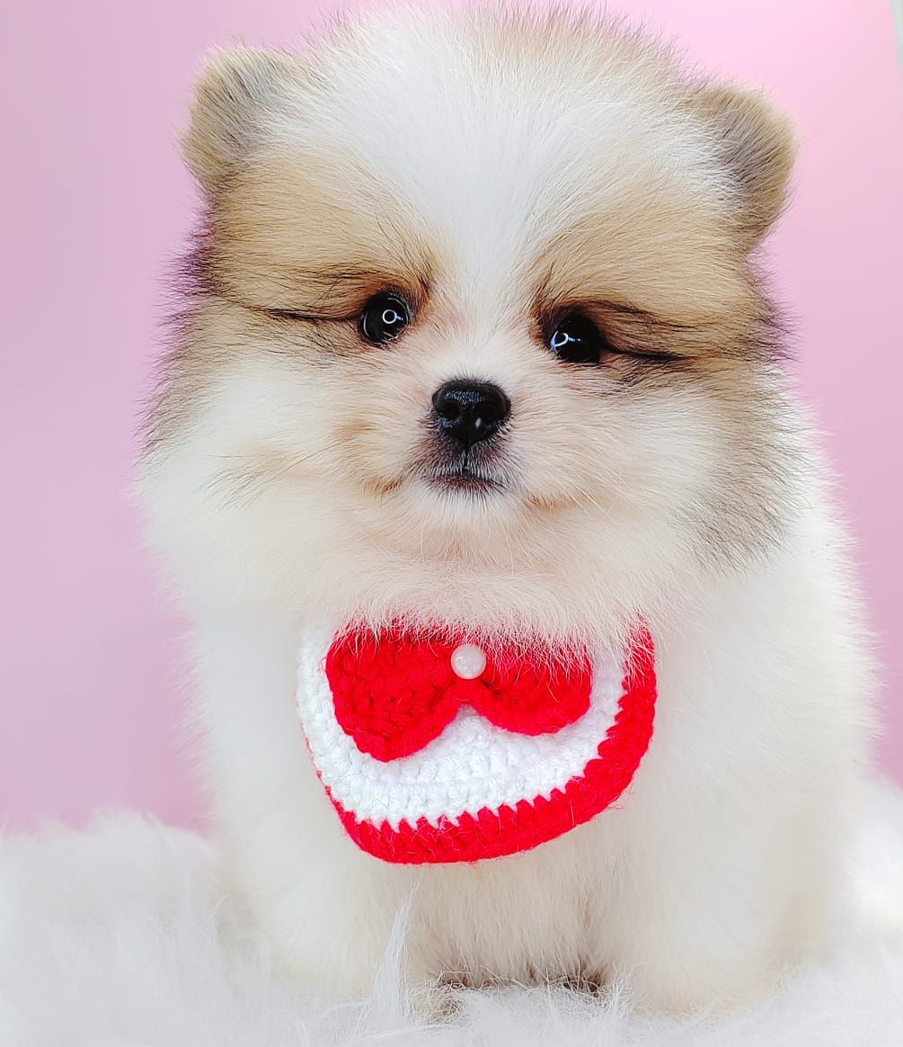 Pomeranian 博美