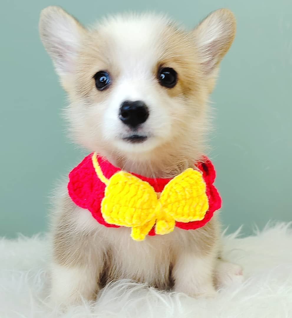Corgi 柯基