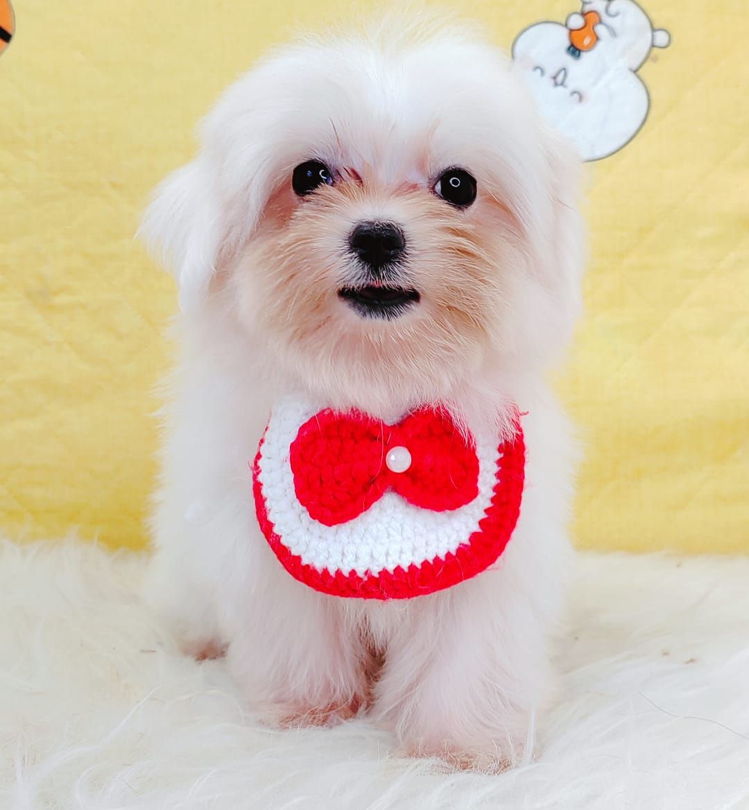 Maltese 马尔济斯