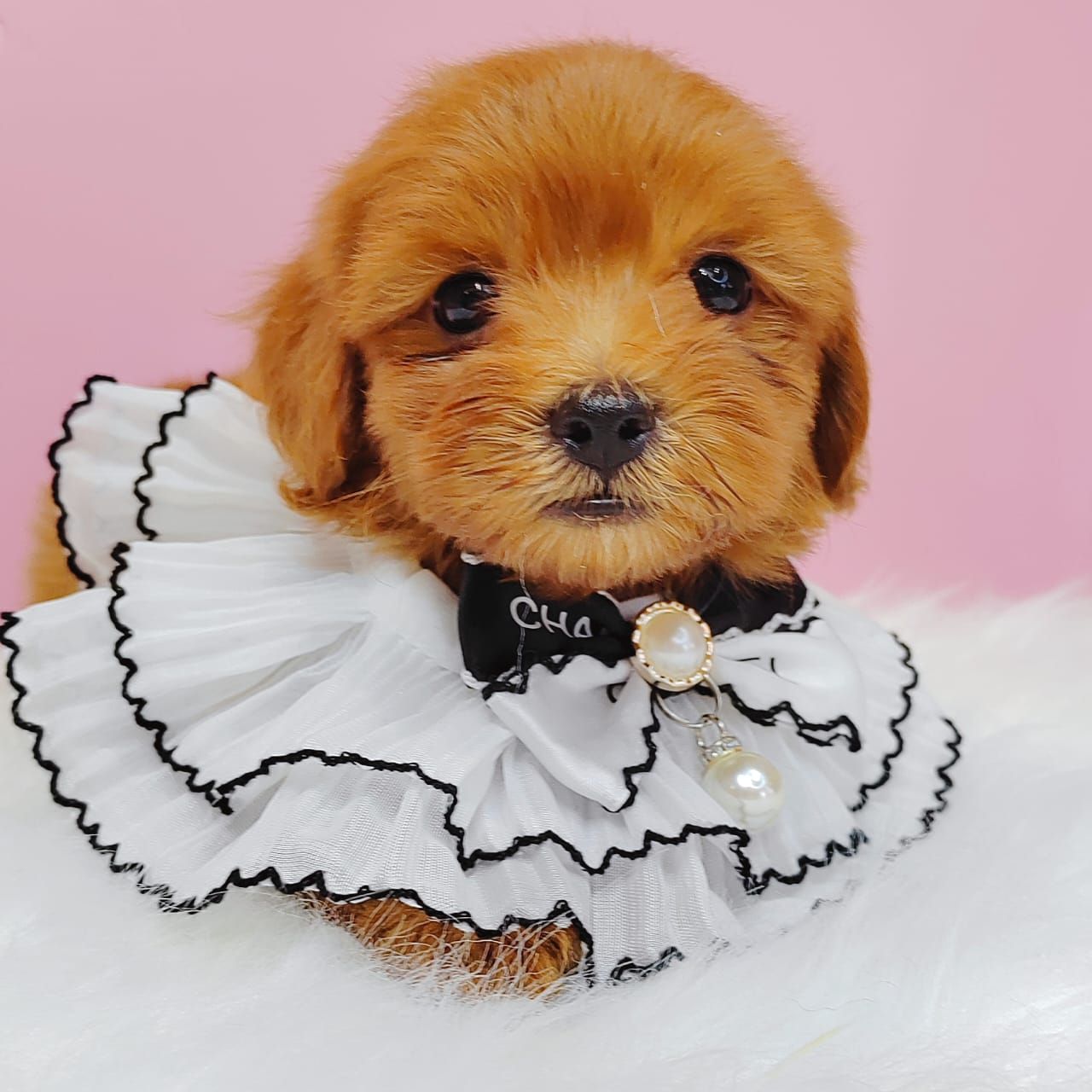 Maltipoo 马尔泰迪