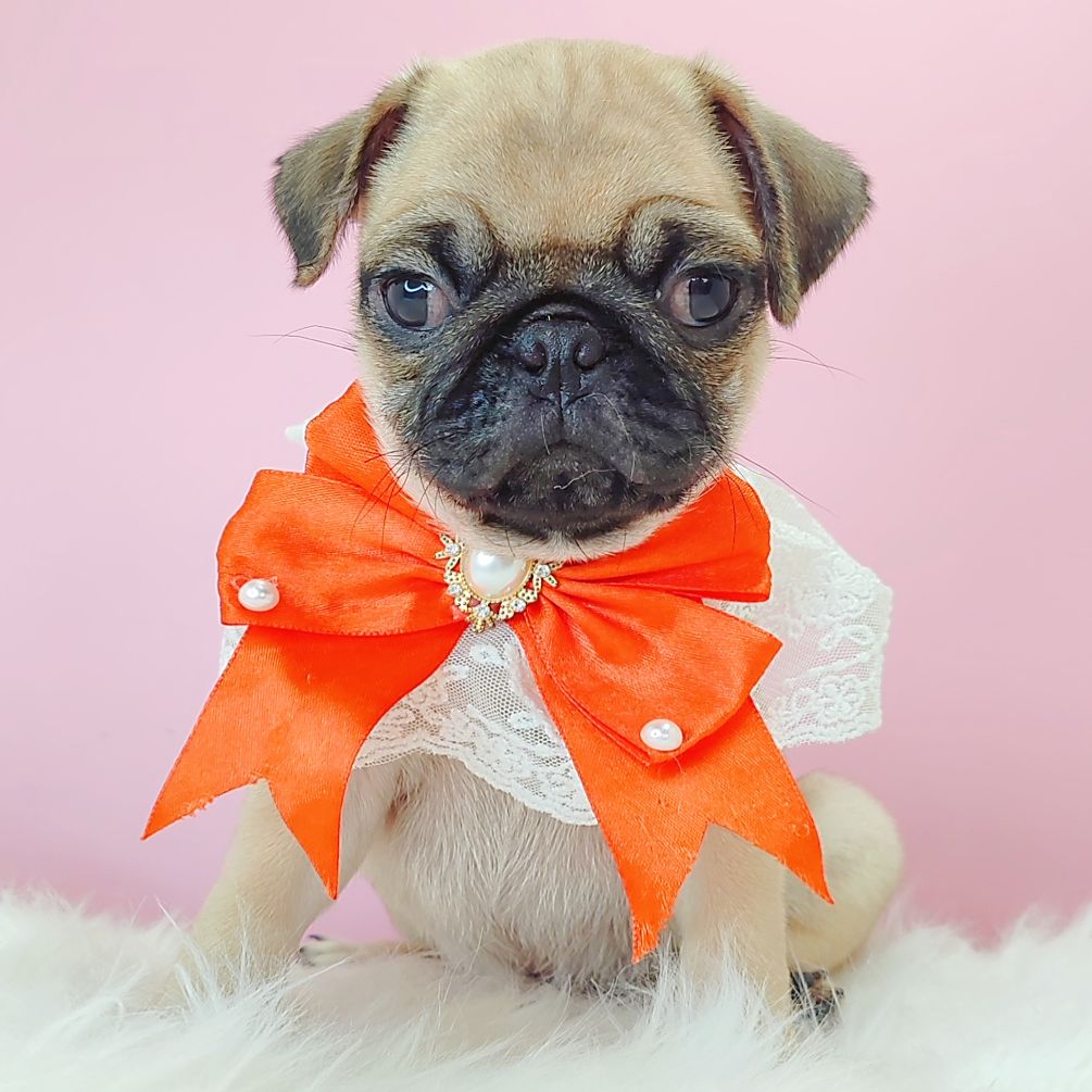 Pug 巴哥