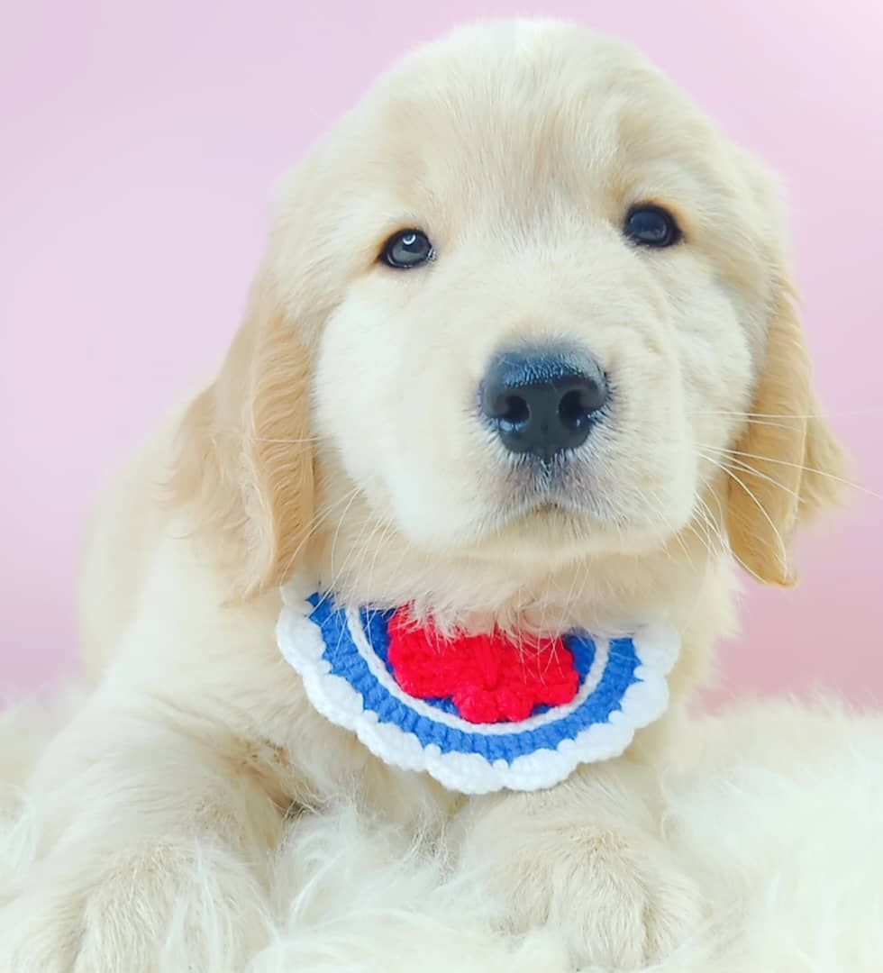 Golden Retriever 黄金猎犬