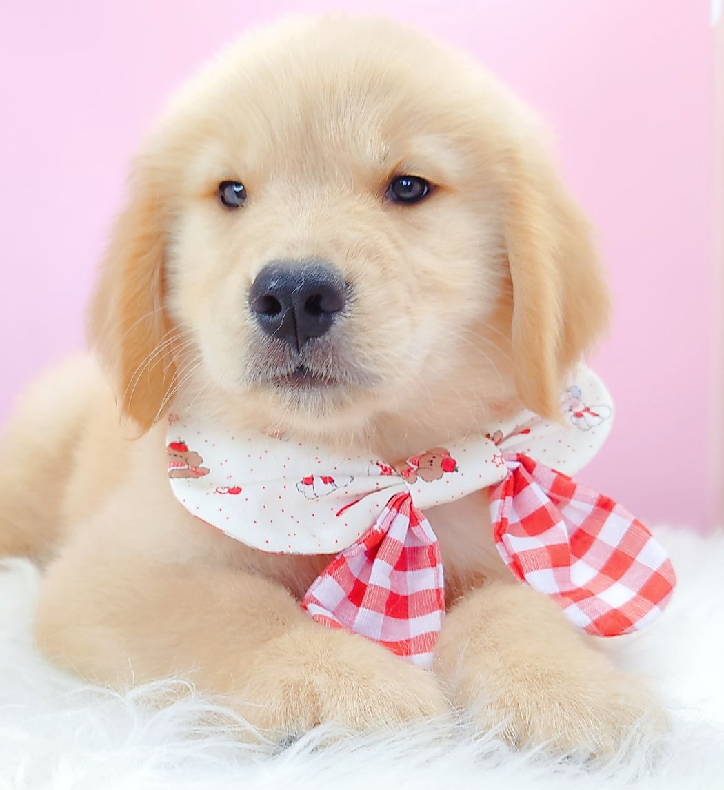 Golden Retriever 黄金猎犬