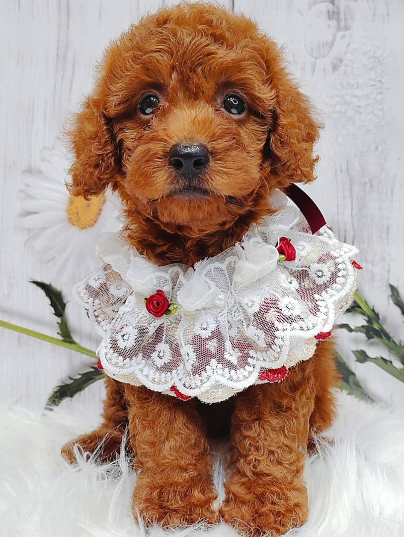 Poodle 娉拌开璐靛
