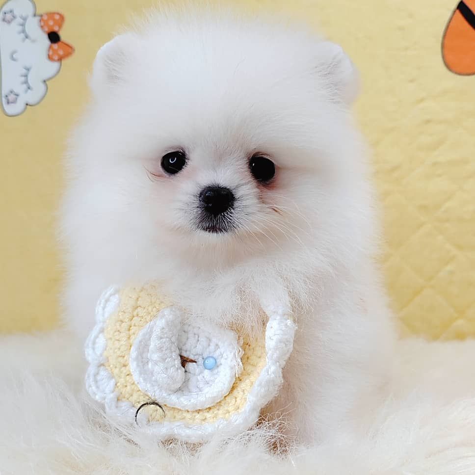 Pomeranian 博美