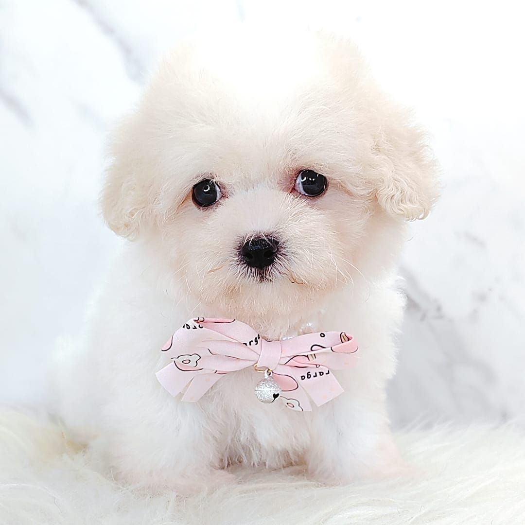 Poochon 泰迪熊