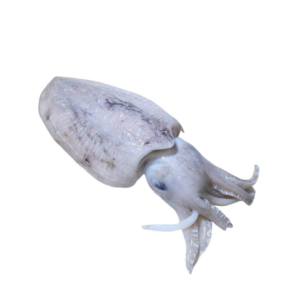 Frozen Cuttlefish (Big Size)