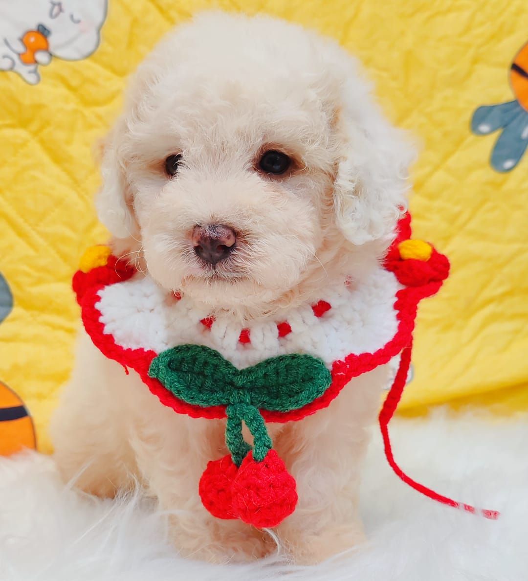 Poodle 娉拌开璐靛