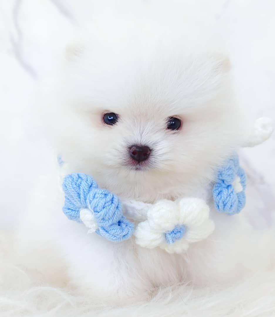 Pomeranian 博美