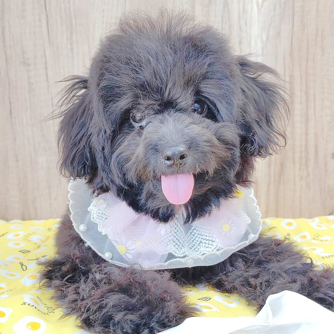 Poodle 娉拌开璐靛