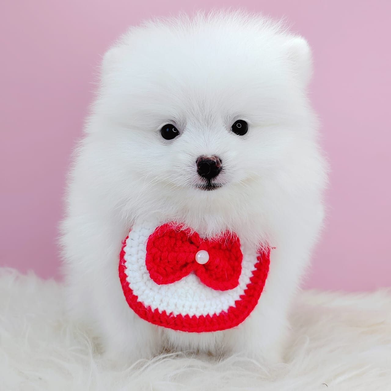 Pomeranian 博美