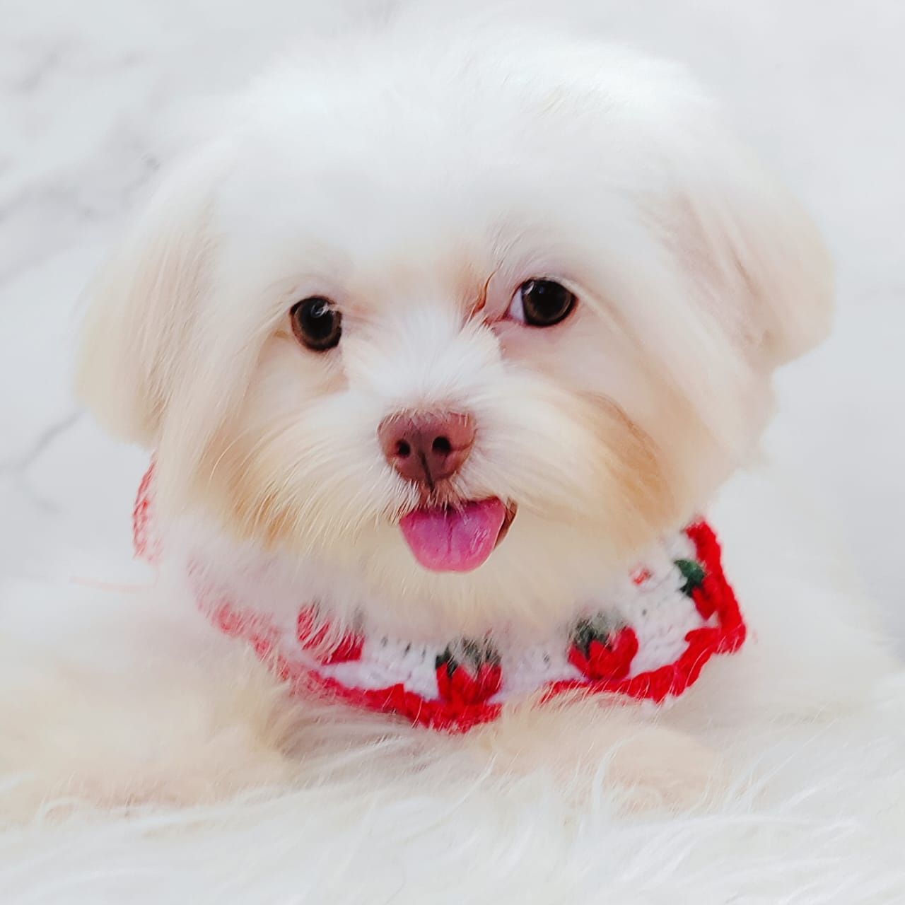Maltese 马尔济斯