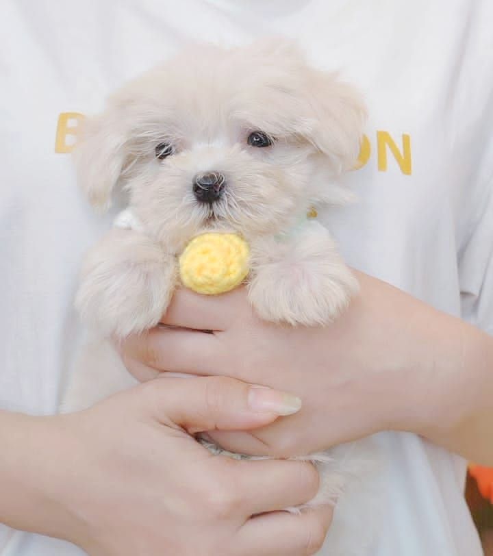 Maltese 马尔济斯
