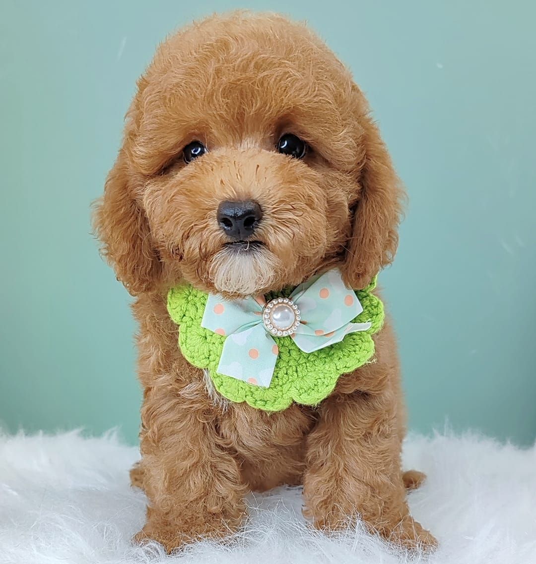Maltipoo 马尔泰迪