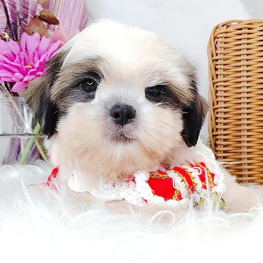 Shih Tzu 西施