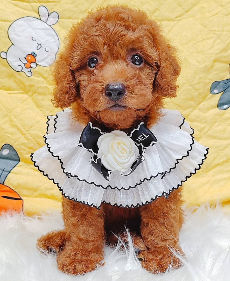 Poodle 璐靛娉拌开