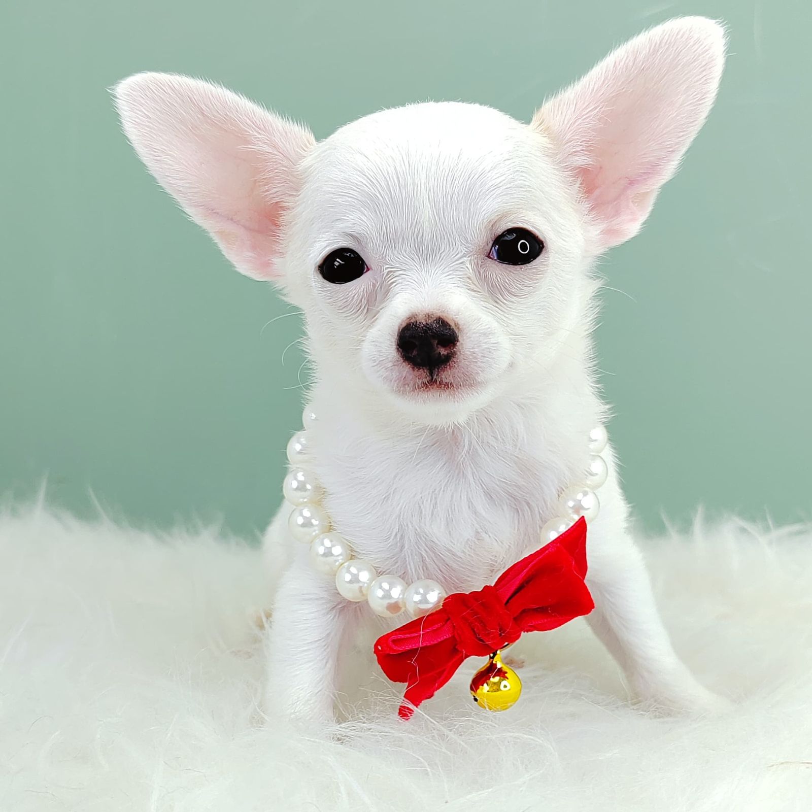 Chihuahua 吉娃娃