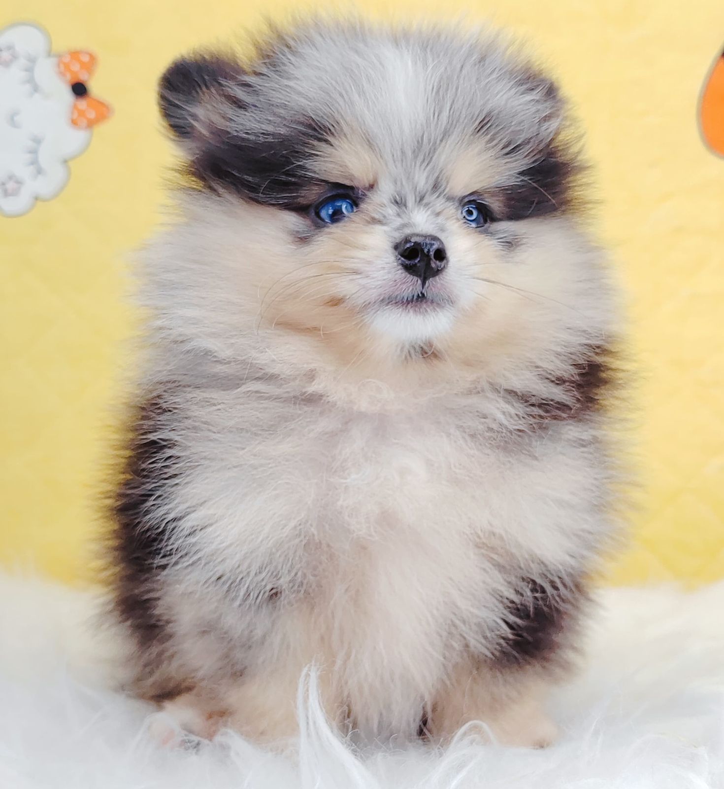 Pomeranian 博美