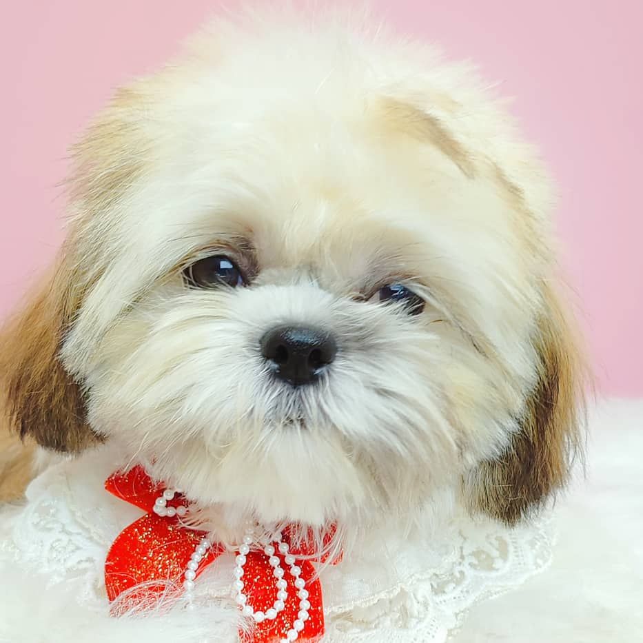 Shih Tzu 西施
