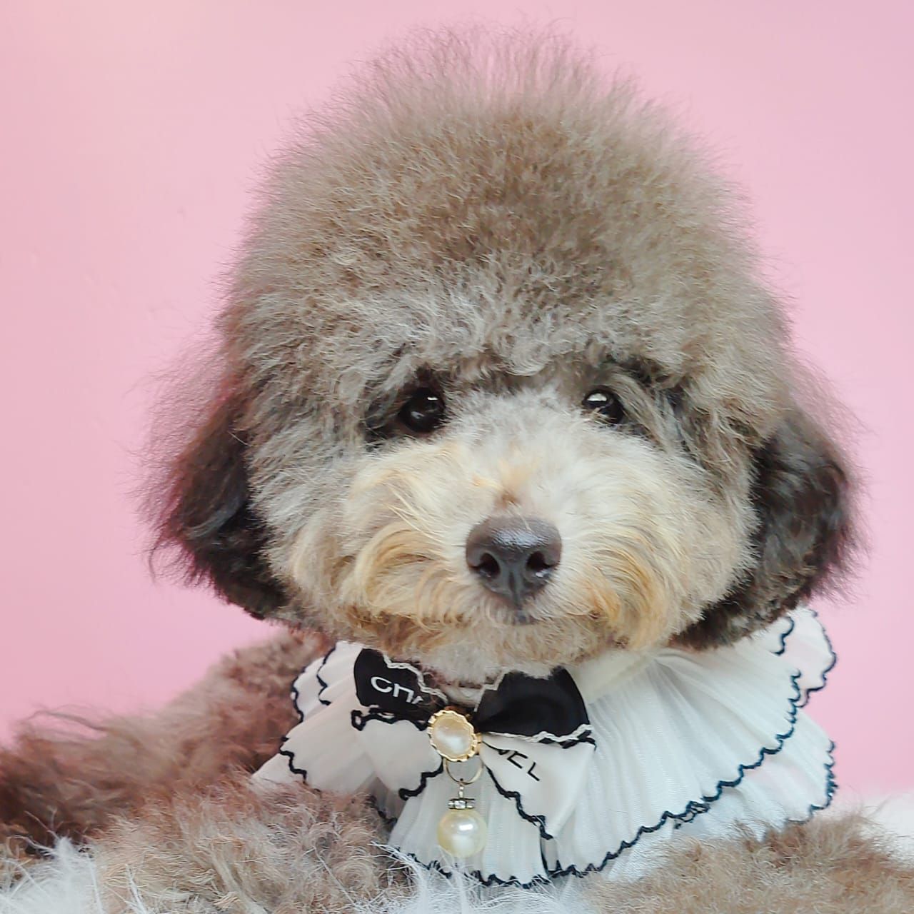 Poodle 娉拌开璐靛