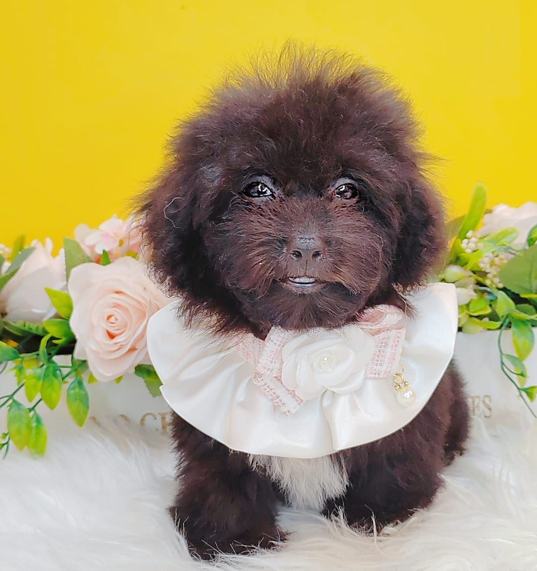 Poodle 娉拌开璐靛