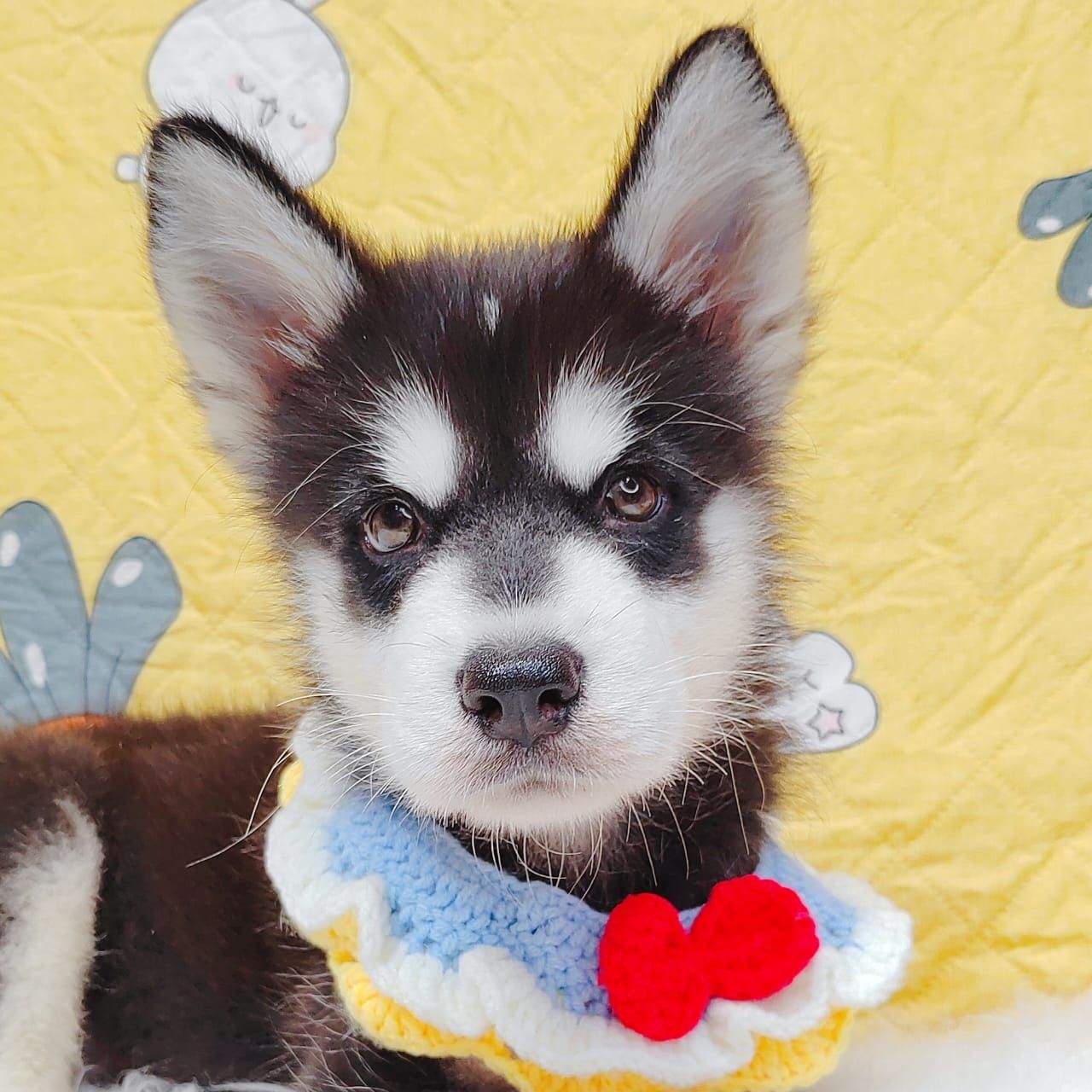 Alaskan Husky 阿拉斯加哈士奇