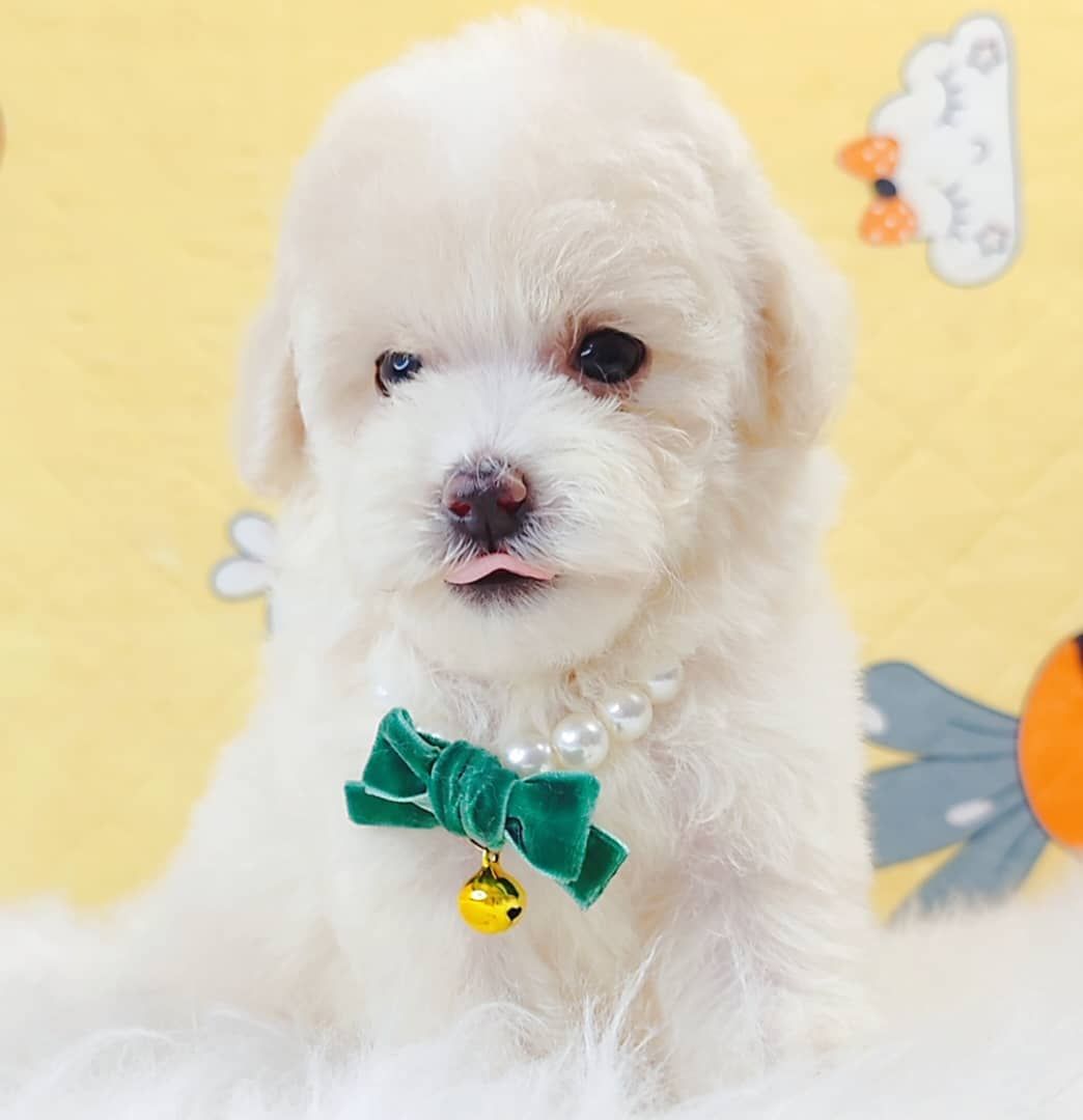 Maltipoo 马尔泰迪