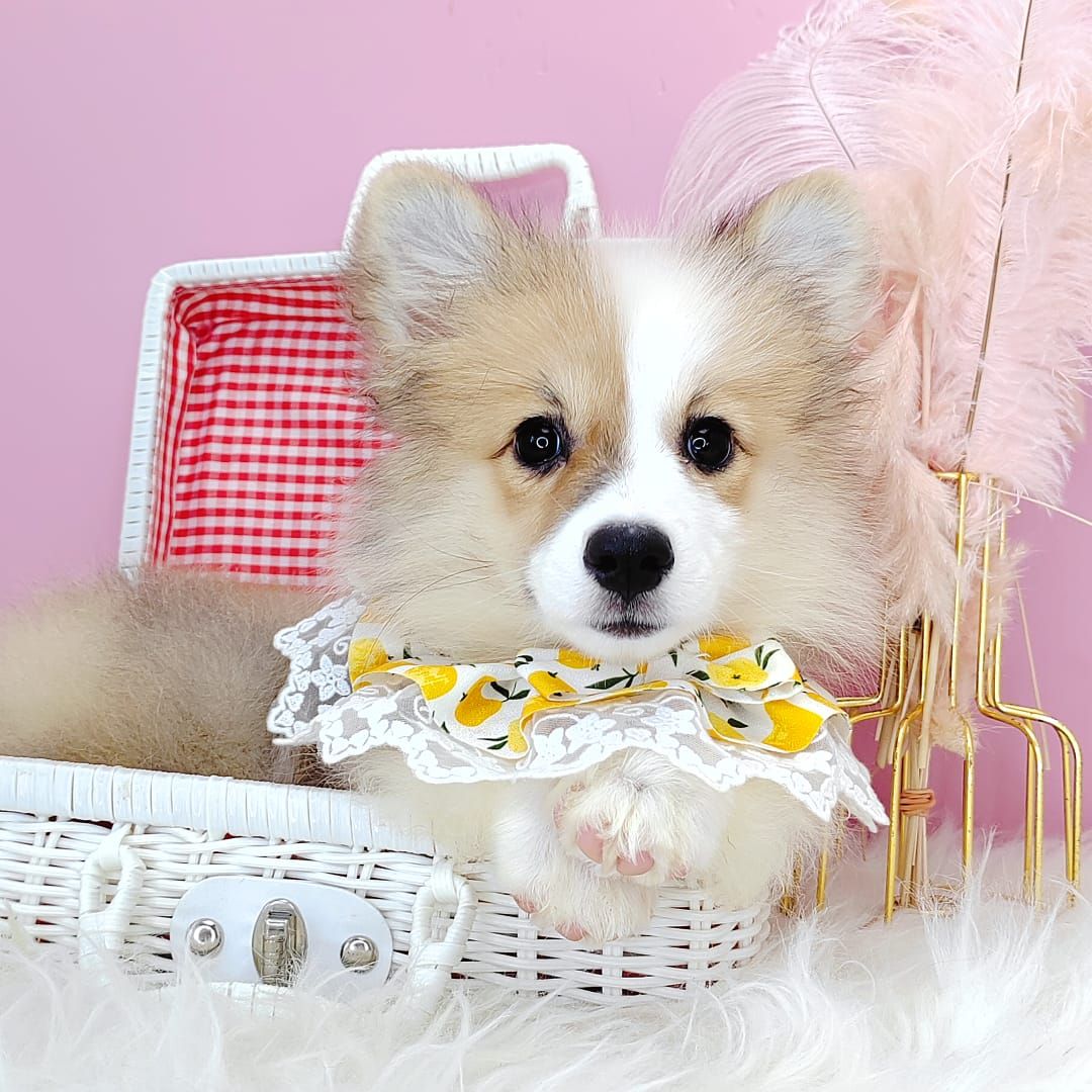 Welsh Corgi 柯基