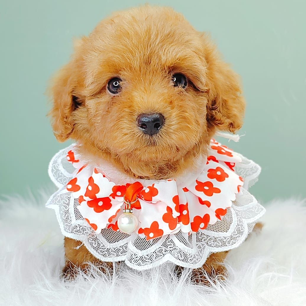 Maltipoo 马尔泰迪