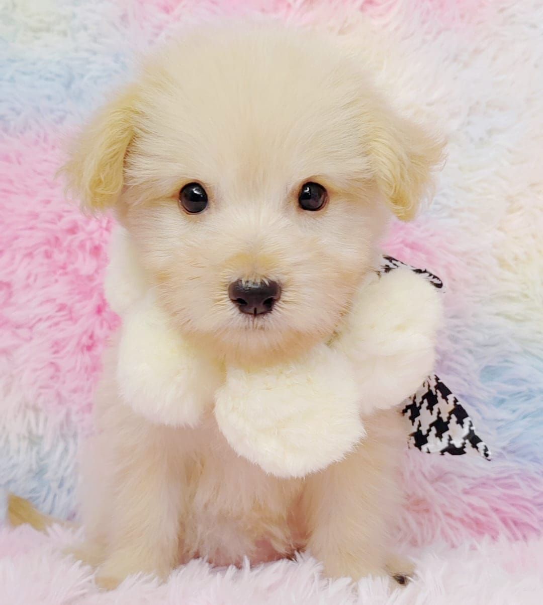 Maltipoo 马尔泰迪