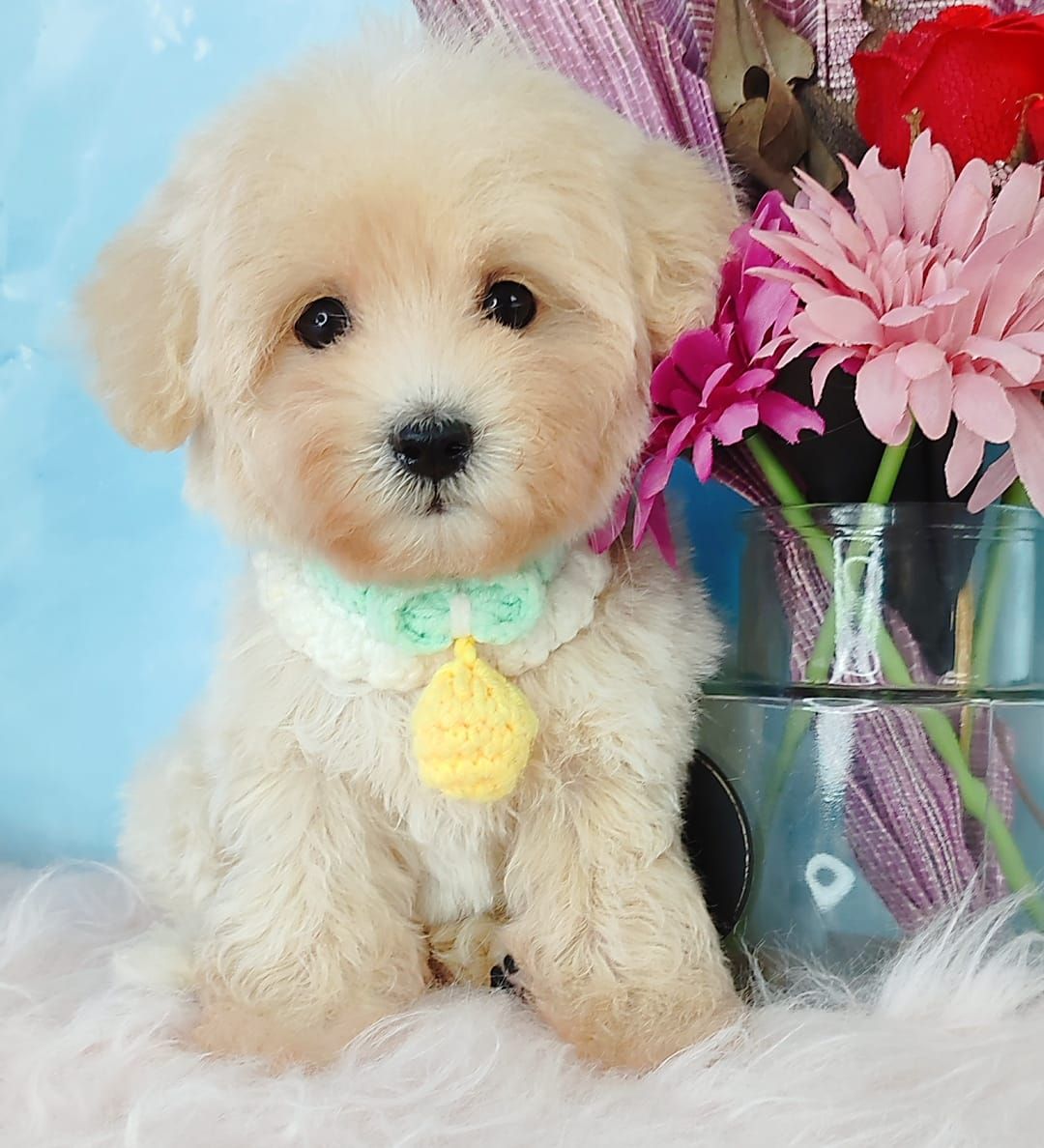 Maltipoo 马尔泰迪