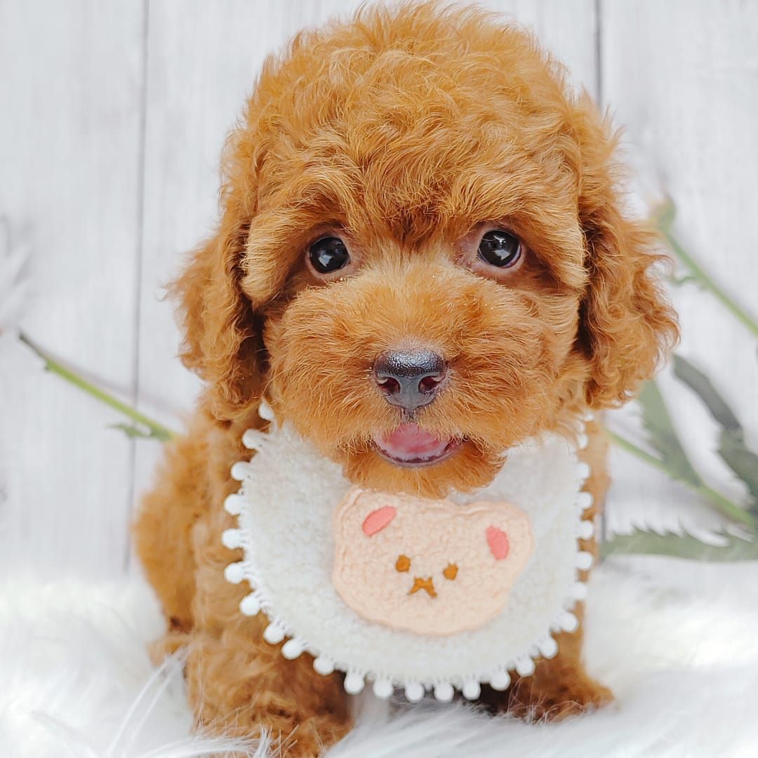 Poodle 娉拌开璐靛