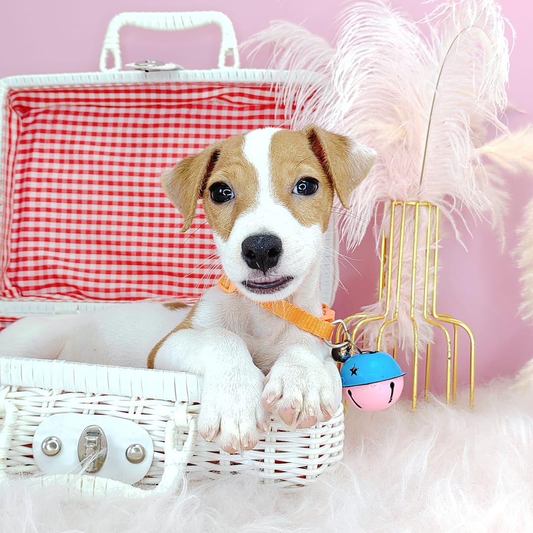 Jack Russell Terrier 杰克罗素梗