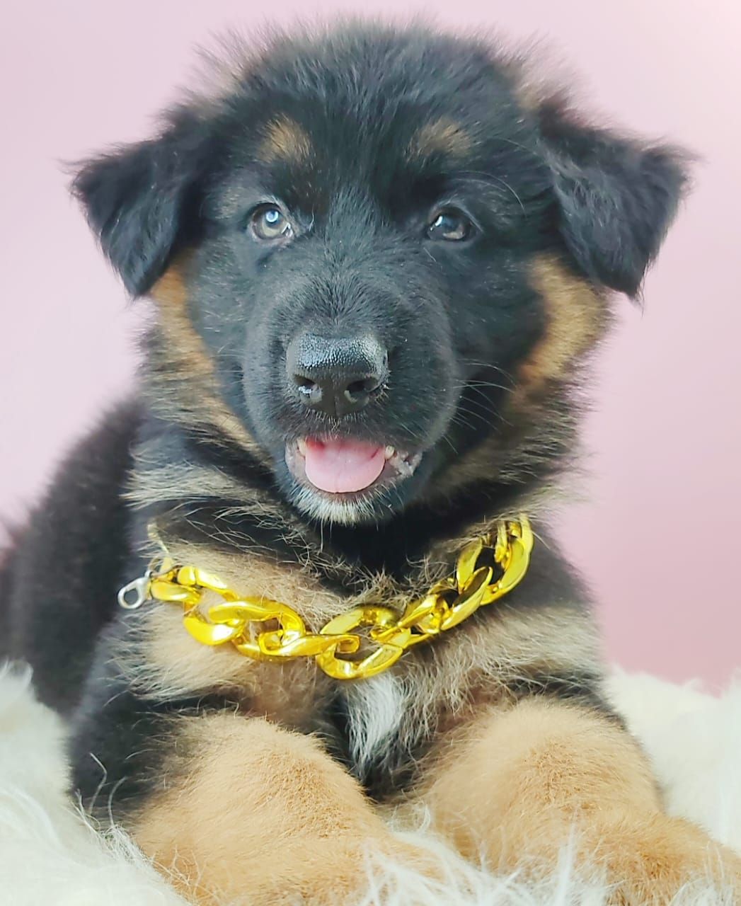 German Shepherd 德国牧羊犬