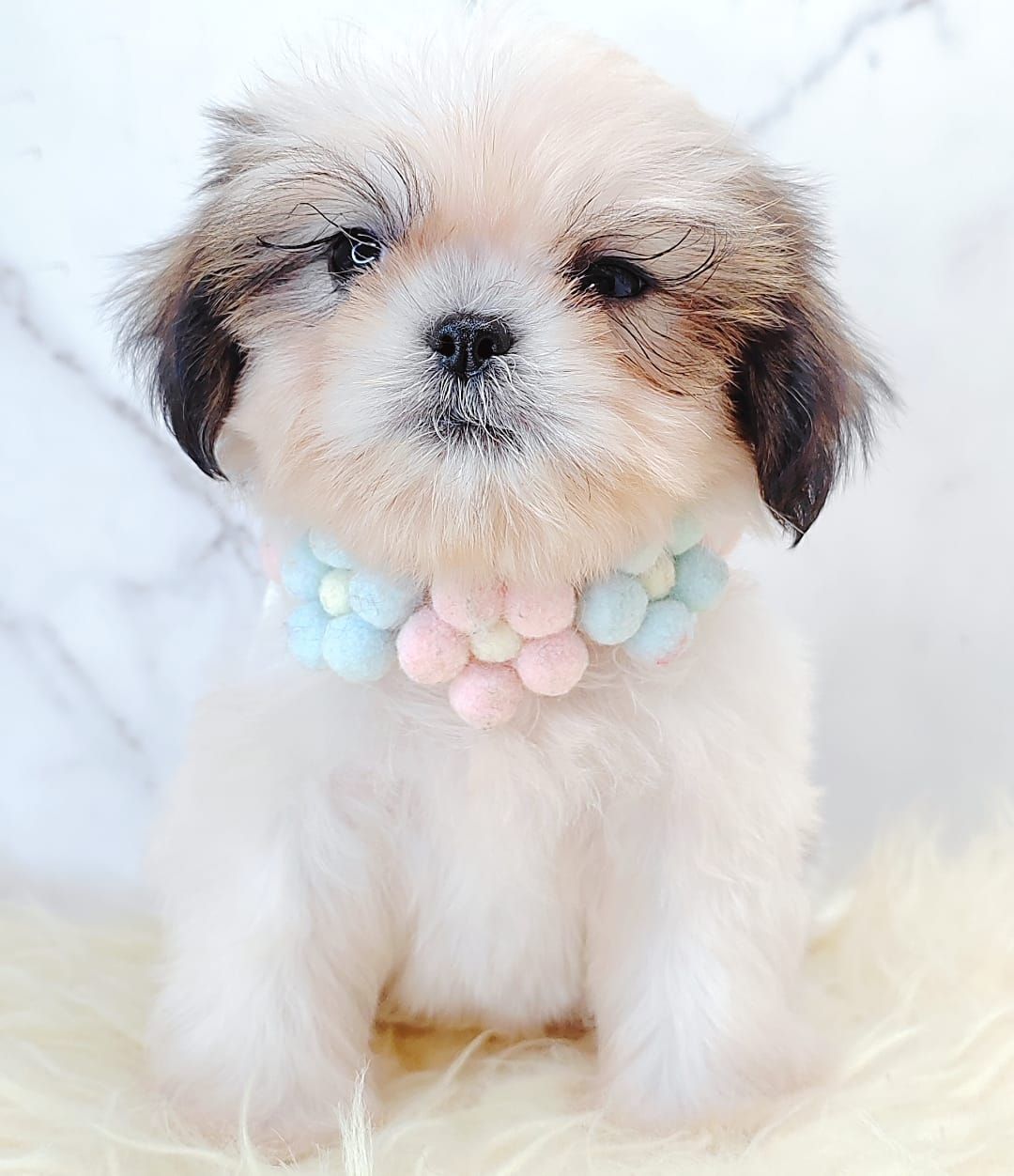 Shih Tzu 西施
