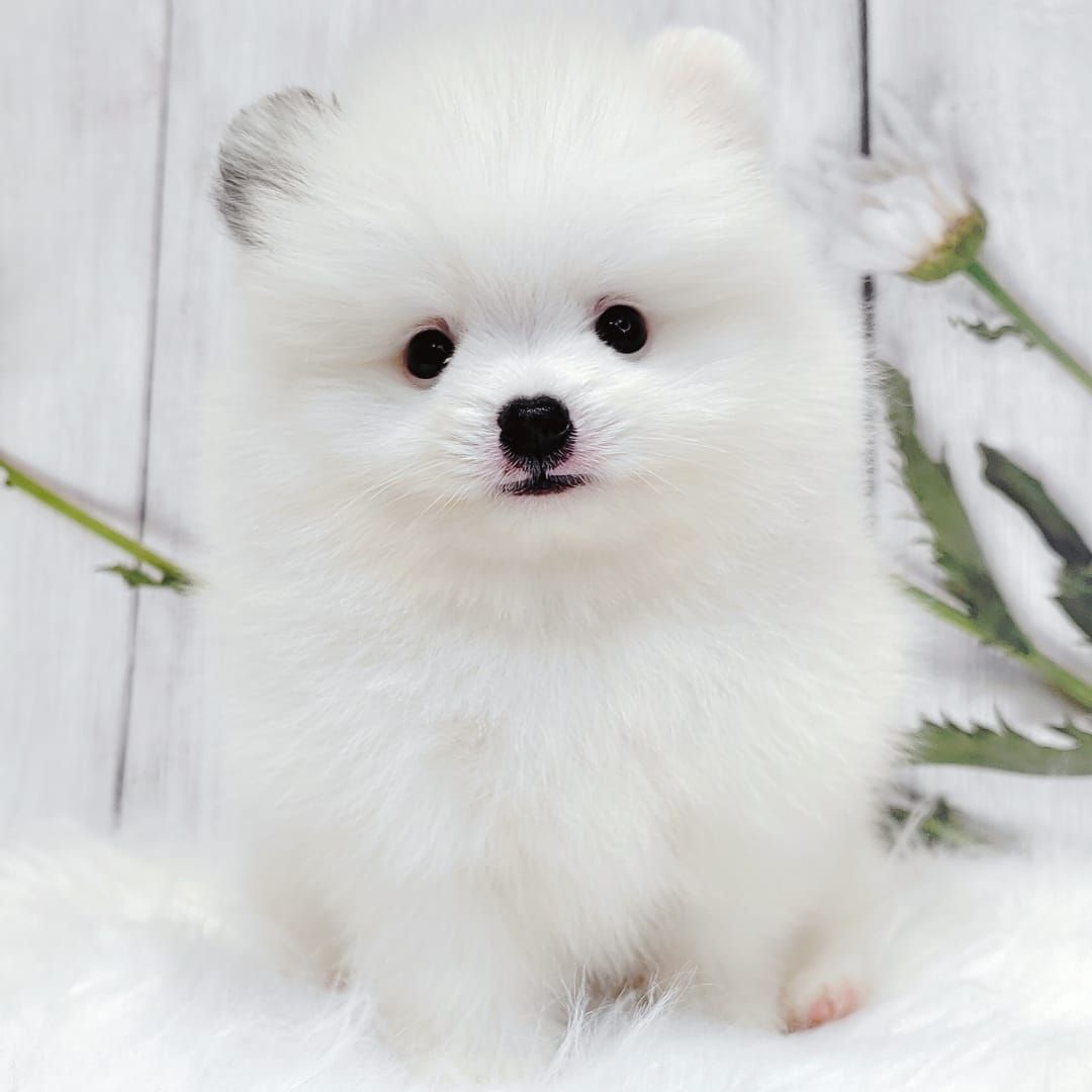 Pomeranian 博美