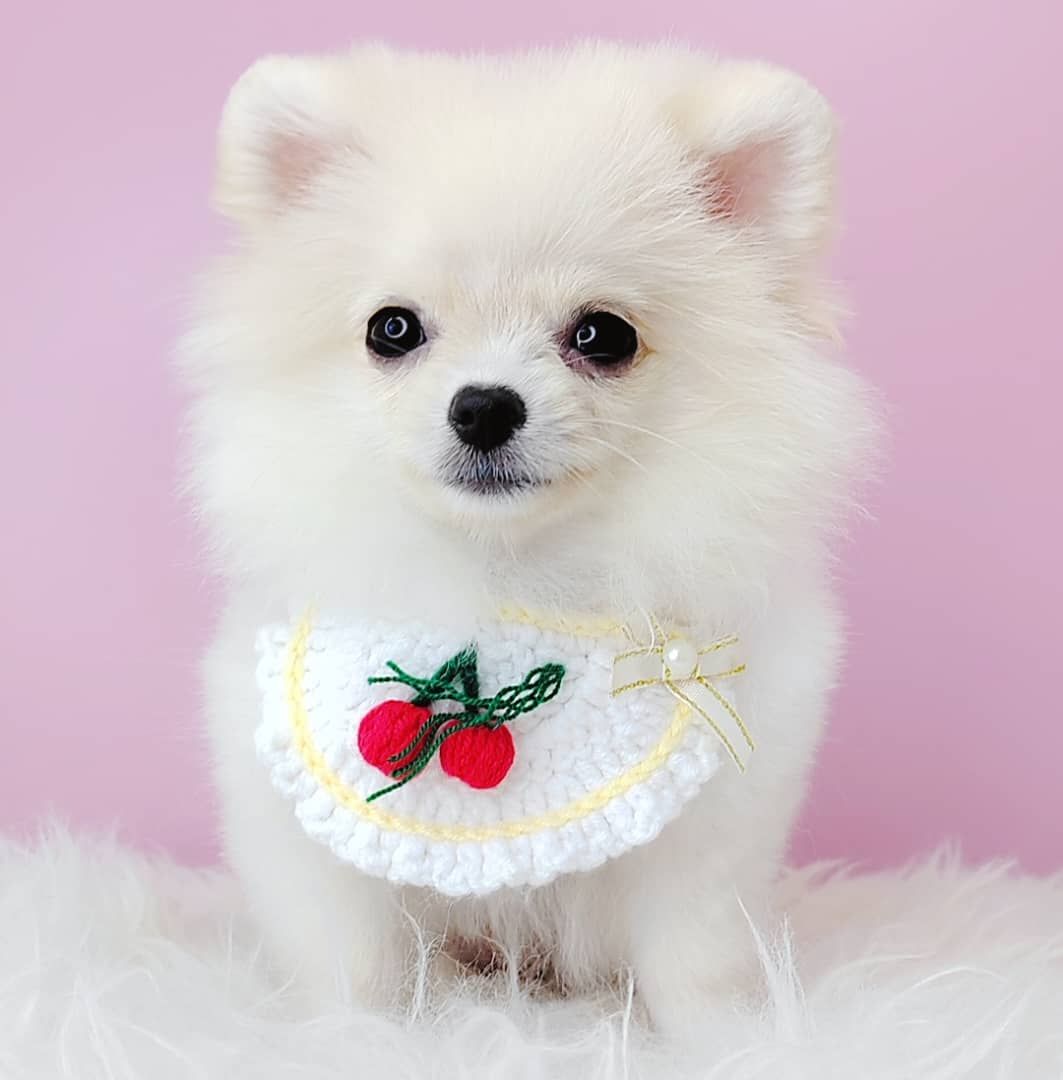 Pomeranian 博美