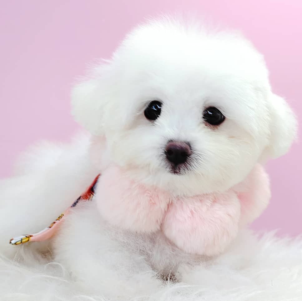 Poodle 娉拌开璐靛