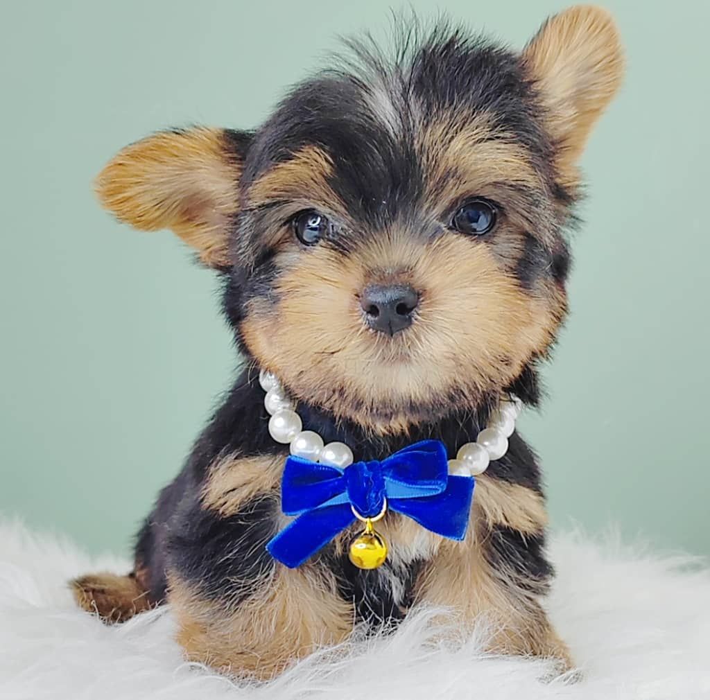 Yorkshire Terrier 约克夏